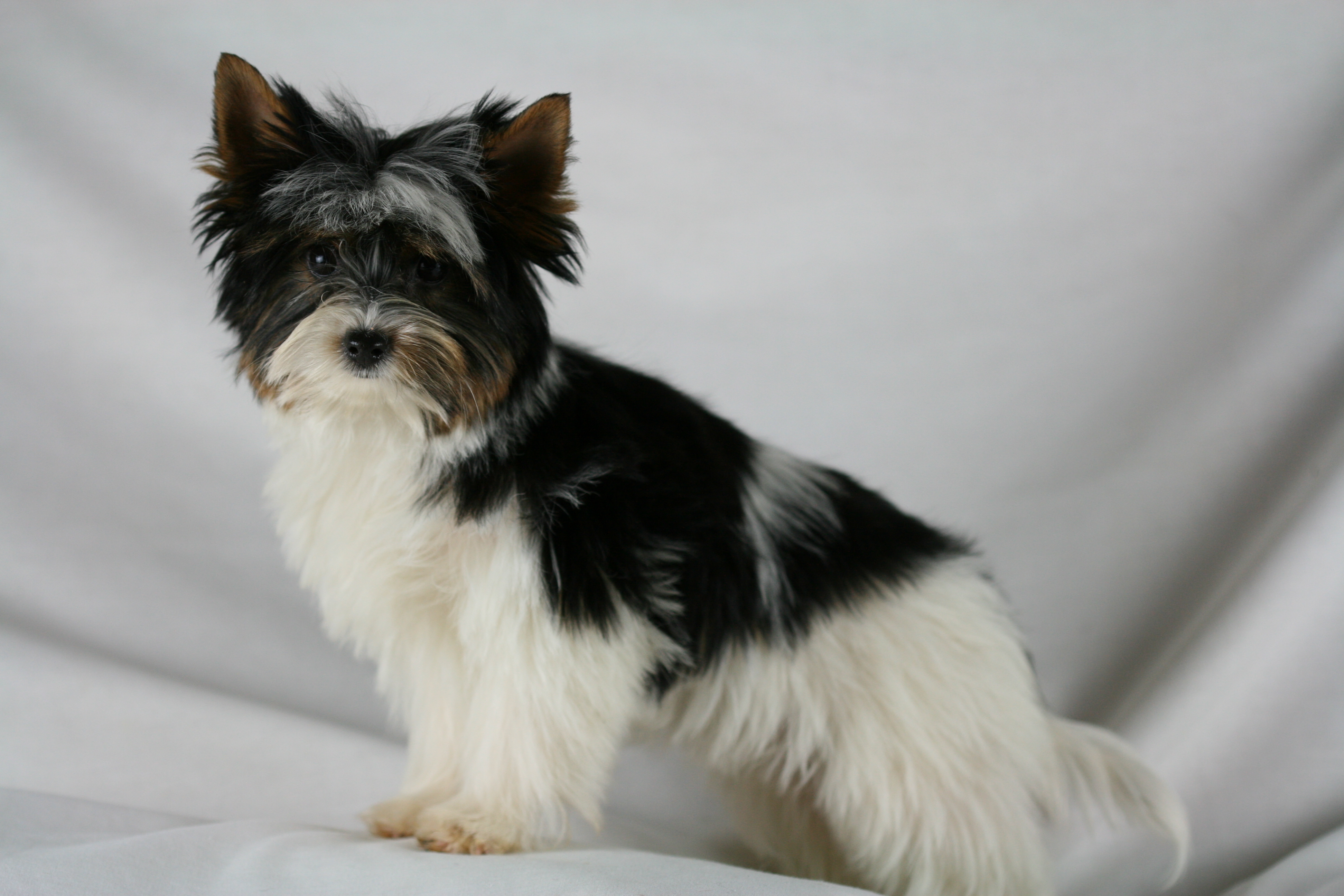Roxy%20%282%29.JPG