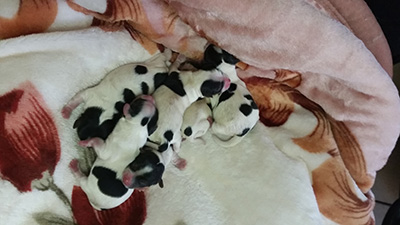 bertha%20puppies%2022May.jpg